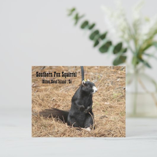 Südseedornhörnchen Postkarte (Stehend Vorderseite)