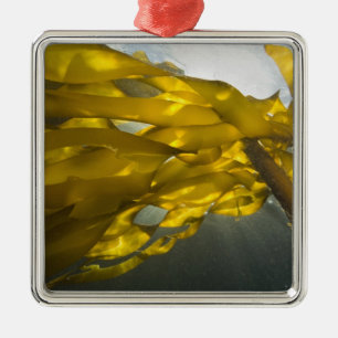 Südseite der Ewing Island, San Juan Islands, Silbernes Ornament