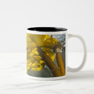 Südseite von Ewing Island, San Juan Islands, Zweifarbige Tasse