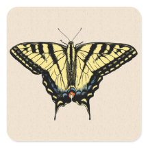 Südwest-Gelbes Frack Butterfly