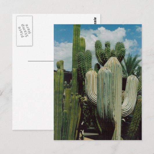 Südwestkaktus Postkarte (Vorne/Hinten)