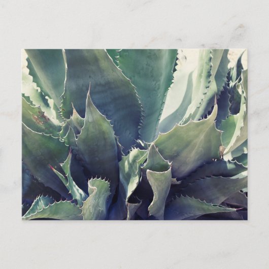 Südwestliche Blume Postkarte (Vorderseite)
