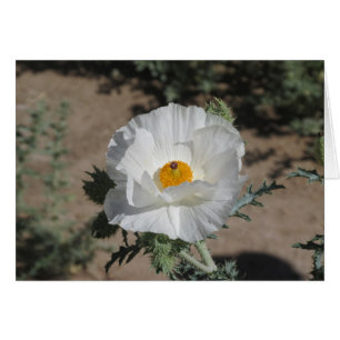 Südwestliches Pricklypoppy