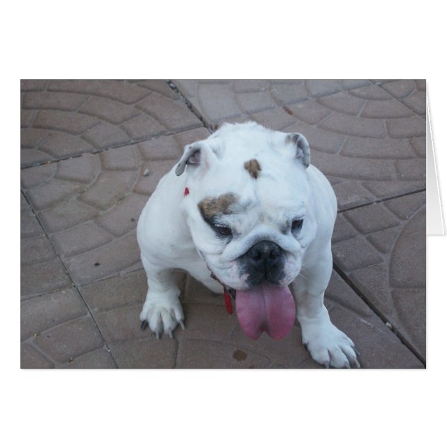 Sue Bear Karte leer (Vorderseite (Horizontal))