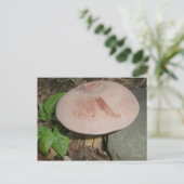 Suede Mushroom Postcard Postkarte (Stehend Vorderseite)