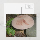Suede Mushroom Postcard Postkarte (Vorne/Hinten)