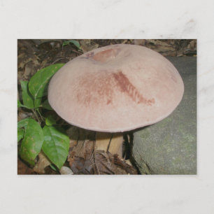 Suede Mushroom Postcard Postkarte