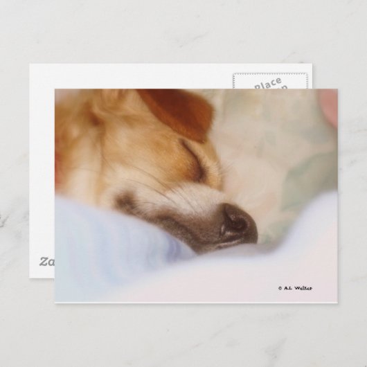 Sugar Booger Postkarte (Vorne/Hinten)