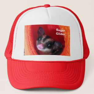 Sugar Glider in orangem Hangebett Truckerkappe