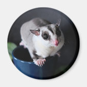 Sugar Glider Magnet (Vorne)