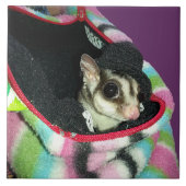 Sugar Glider mit einem Hut Fliese (Vorderseite)