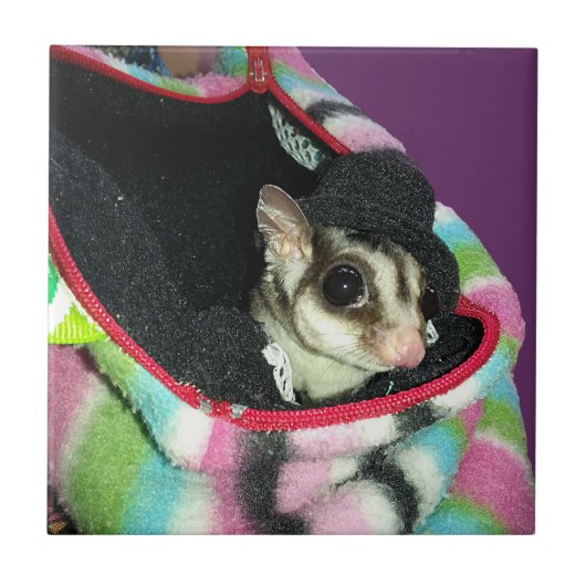 Sugar Glider mit einem Hut Fliese (Vorderseite)