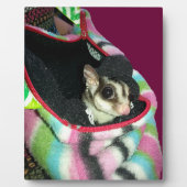Sugar Glider mit einem Hut Fotoplatte (Vorderseite)