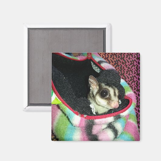 Sugar Glider mit einem Hut Magnet (Vorderseite/Rückseite)