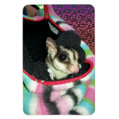 Sugar Glider mit einem Hut Magnet (Vertikal)