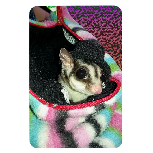Sugar Glider mit einem Hut Magnet (Vertikal)