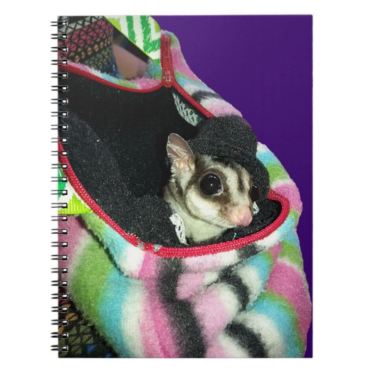 Sugar Glider mit einem Hut Notizblock (Vorderseite)