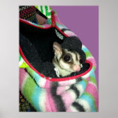 Sugar Glider mit einem Hut Poster (Vorne)
