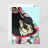 Sugar Glider mit einem Hut Postkarte (Vorne/Hinten)
