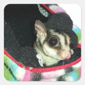 Sugar Glider mit einem Hut Quadratischer Aufkleber (Vorderseite)