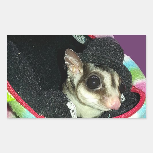 Sugar Glider mit einem Hut Rechteckiger Aufkleber (Vorderseite)