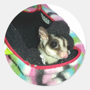 Sugar Glider mit einem Hut Runder Aufkleber