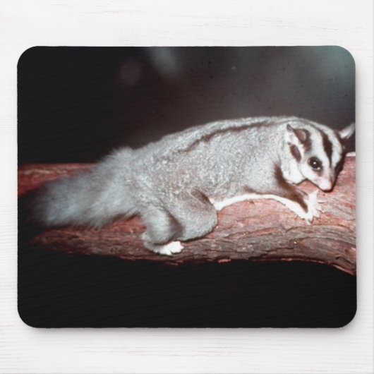 Sugar Glider - Petaurus breviceps Mousepad (Vorne)