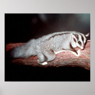 Sugar Glider - Petaurus breviceps Poster