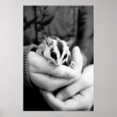 Sugar Glider Poster (Vorne)