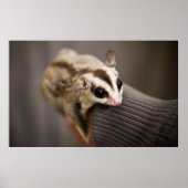 Sugar Glider Poster (Vorne)