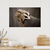 Sugar Glider Poster (Küche)