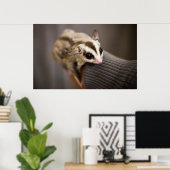 Sugar Glider Poster (Heimbüro)