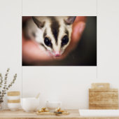 Sugar Glider Poster (Küche)