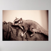 Sugar Glider Poster (Vorne)