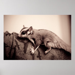 Sugar Glider Poster