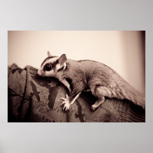 Sugar Glider Poster (Vorne)