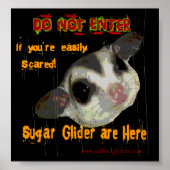 Sugar Glider Poster (Vorne)