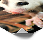 Sugar Glider Poster (Ecke)