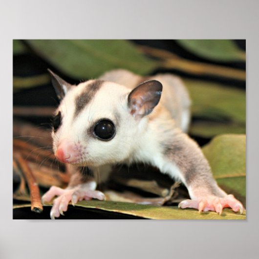 Sugar Glider Poster (Vorne)