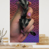 Sugar Glider Poster (Küche)