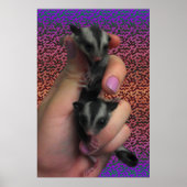 Sugar Glider Poster (Vorne)