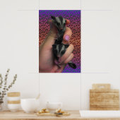 Sugar Glider Poster (Küche)