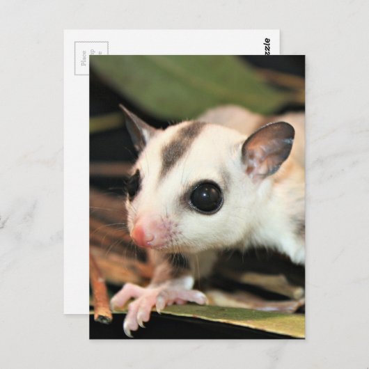 Sugar Glider Postkarte (Vorne/Hinten)