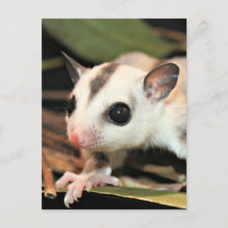 Sugar Glider Postkarte