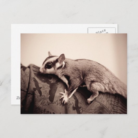 Sugar Glider Postkarte (Vorne/Hinten)