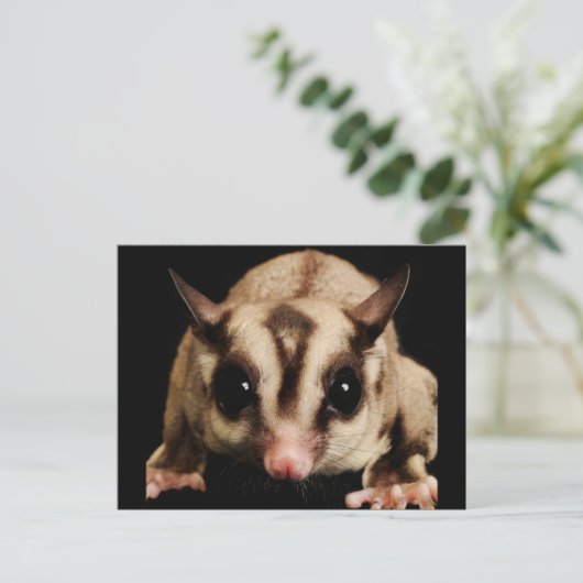 Sugar Glider Postkarte (Stehend Vorderseite)