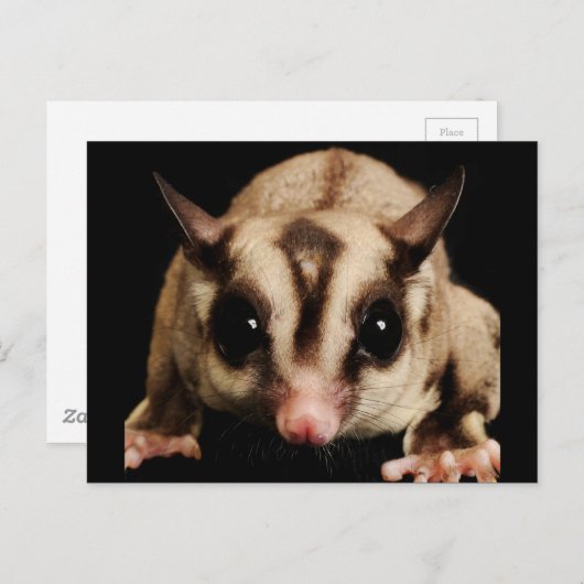 Sugar Glider Postkarte (Vorne/Hinten)
