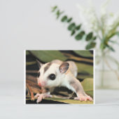 Sugar Glider Postkarte (Stehend Vorderseite)