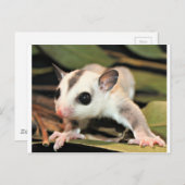 Sugar Glider Postkarte (Vorne/Hinten)