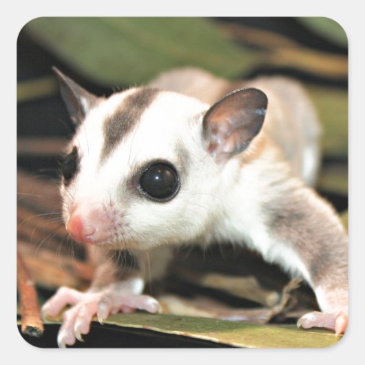 Sugar Glider Quadratischer Aufkleber (Vorderseite)